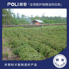 印尼进口天然广藿香精油刮痧精油原料批发 颇黎护肤单方精油原料