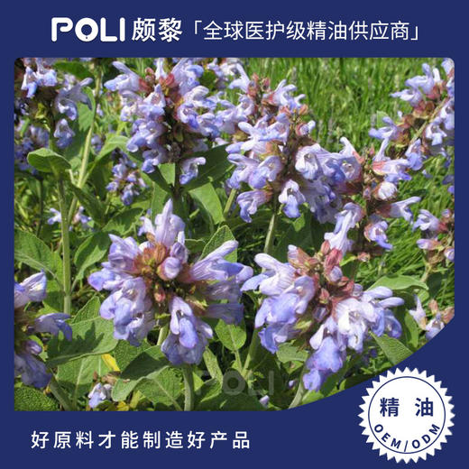 波斯尼亚进口有机鼠尾草精油 按摩精油原料批发 颇黎进口单方精油 商品图0