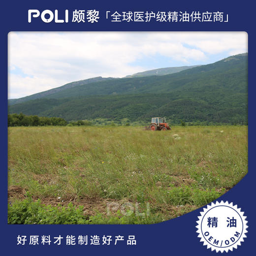 保加利亚进口香蜂草精油原料颇黎芳疗精油香薰 推拿按摩单方精油批发 商品图0