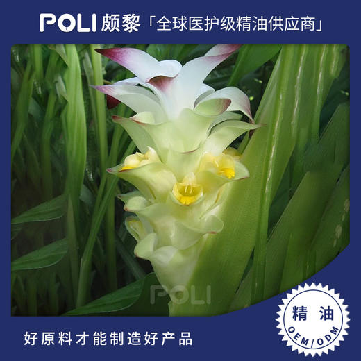 印尼进口郁金精油 天然单方精油原料 颇黎郁金护肤按摩精油 商品图0