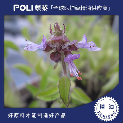印度进口神圣罗勒精油进口天然单方精油批发颇黎POLI罗勒精油原料 商品图0