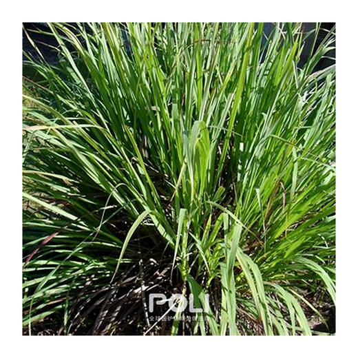 印度进口玫瑰草单方精油原料 玫瑰草精油原液 颇黎POLI精油原料批发 商品图1