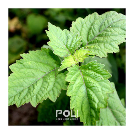 印尼进口天然广藿香精油刮痧精油原料批发 颇黎护肤单方精油原料 商品图1