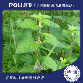 尼泊尔进口亚洲薄荷精油原料颇黎进口薄荷单方精油按摩刮痧天然精油