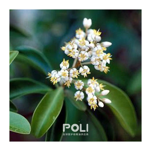 印度进口阿米香树精油 单方精油原料批发 POLI芳香精油香薰原料 商品图1