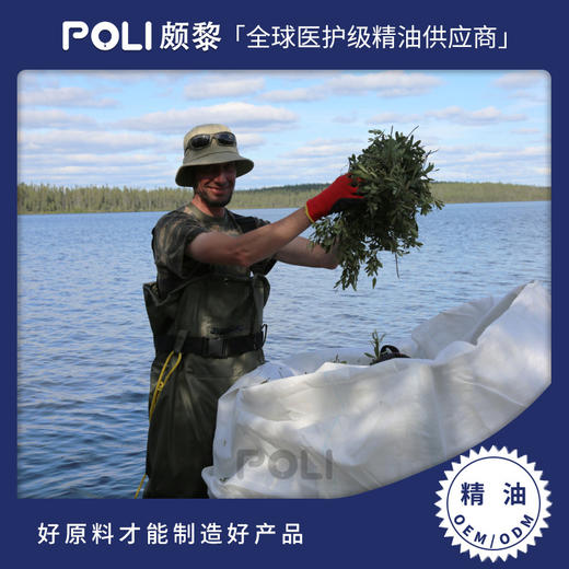 加拿大进口有机香杨梅精油精油护肤原料批发POLI颇黎单方精油原液 商品图0