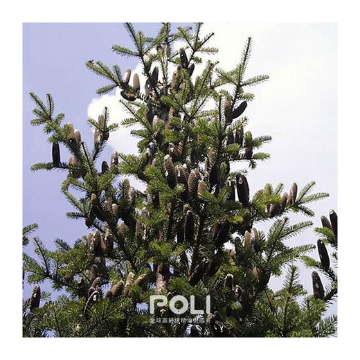 加拿大进口有机胶冷杉精油进口单方精油原料批发颇黎进口精油香薰 商品图1