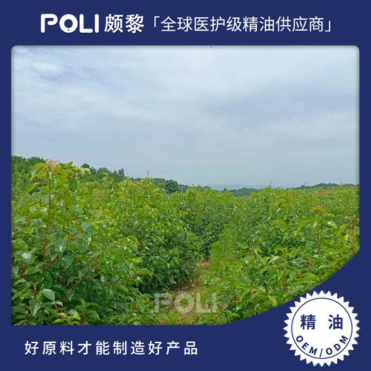 中国龙脑精油香薰 美容院天然龙脑油原料 刮痧按摩单方精油批发 商品图0