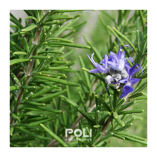 西班牙进口有机樟脑迷迭香精油单方精油原料批发颇黎进口天然精油 商品图1