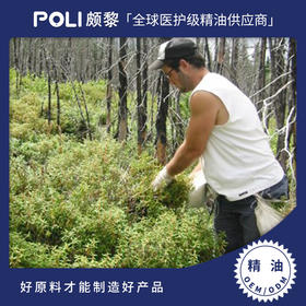 加拿大进口有机格陵兰喇嘛茶单方精油精油原料 颇黎喇叭茶精油香