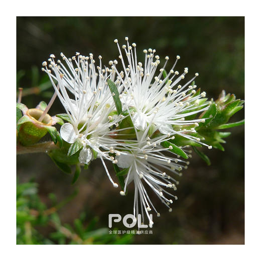 澳大利亚进口昆士亚精油 坤希精油原料批发 颇黎单方精油原料oem 商品图1
