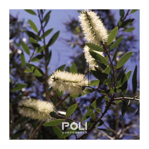 印尼进口白千层精油印尼进口单方精油原料颇黎进口精油原料 商品图1