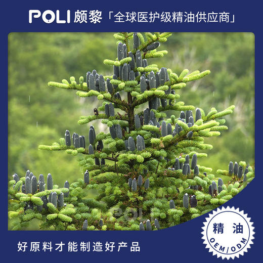 加拿大进口有机胶冷杉皮精油 单方精油原料批发 颇黎进口精油原料 商品图0