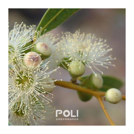 澳大利亚进口尤加利精油单方精油原料批发 颇黎进口精油原料厂家 商品图1