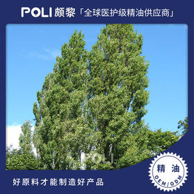 俄罗斯进口黑杨树芽精油 天然精油原料香薰 颇黎进口单方精油原液