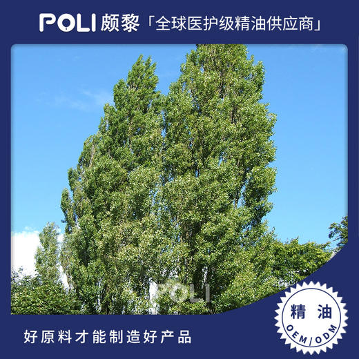 俄罗斯进口黑杨树芽精油 天然精油原料香薰 颇黎进口单方精油原液 商品图0