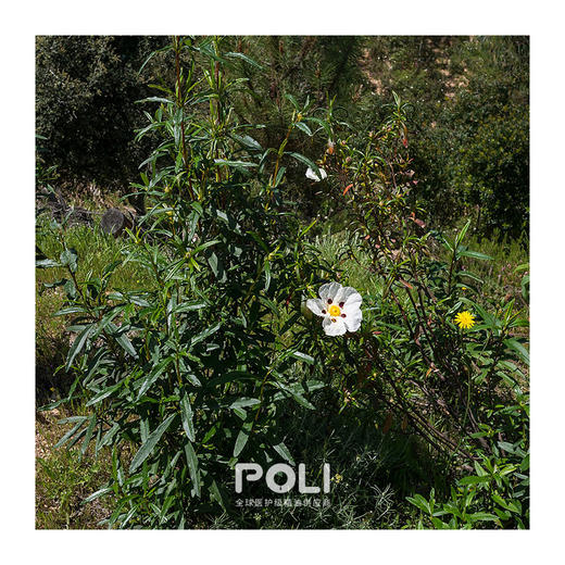 西班牙进口有机岩玫瑰精油 单方精油香薰原料批发 颇黎按摩精油 商品图1