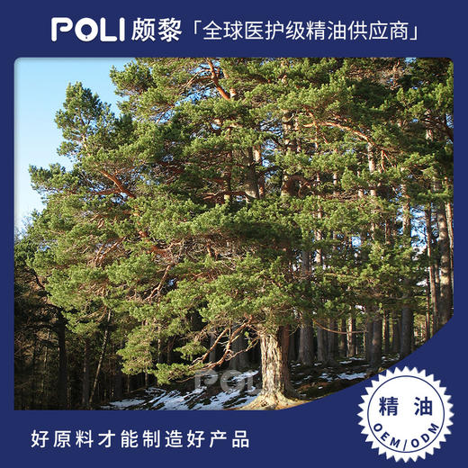 法国进口樟子松精油 颇黎批发单方精油原料 进口樟子松按摩精油 商品图0