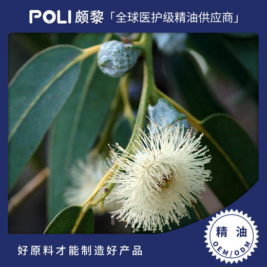 澳大利亚进口多苞叶尤加利精油原料 颇黎护肤刮痧精油 单方精油OEM 商品图0