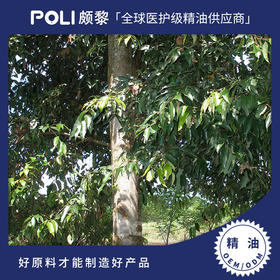 印尼进口肉桂皮精油原料批发 单方精油香薰 颇黎刮痧按摩进口精油原料