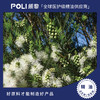 澳大利亚进口石楠叶白千层精油进口沼泽茶树精油原料颇黎单方精油 商品缩略图0