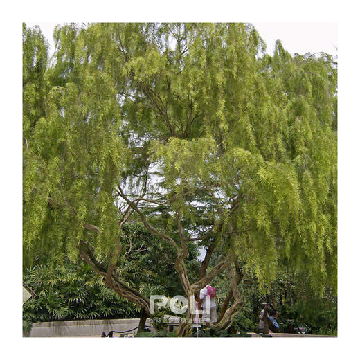 澳大利亚进口柠檬细籽精油天然瓶装精油进口I柠檬花茶树精油原料 商品图1