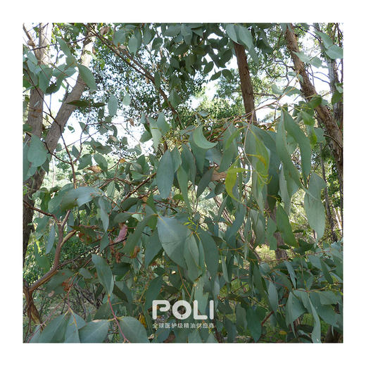 澳大利亚进口薄荷尤加利精油原料单方精油原料批发 颇黎进口天然精油 商品图1