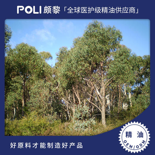 澳大利亚柠檬铁皮尤加利精油原料 单方精油OEM定制 进口护肤刮痧精油 商品图0