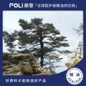 尼泊尔进口有机喜马拉雅冷杉精油天然单方精油颇黎进口精油原料