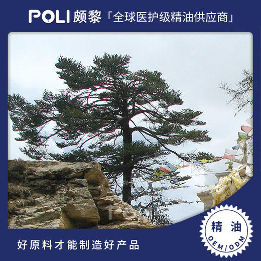 尼泊尔进口有机喜马拉雅冷杉精油天然单方精油颇黎进口精油原料 商品图0