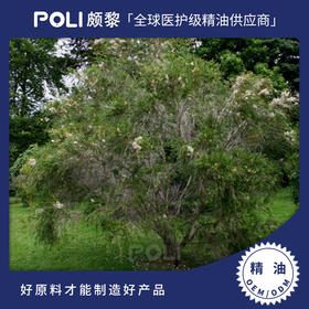 澳大利亚进口蜂蜜香桃木精油 单方精油原料批发 颇黎天然进口精油