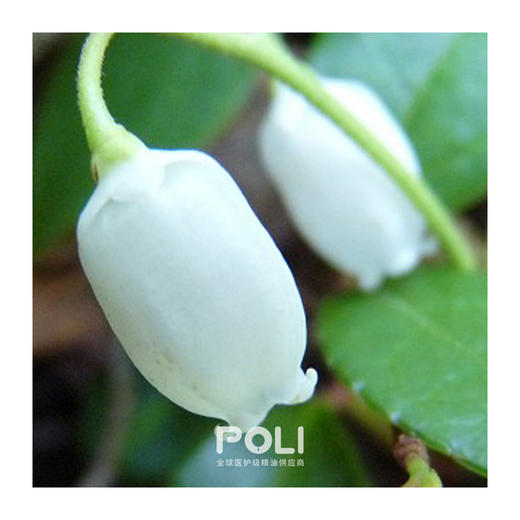 白珠树精油原液 美容护肤单方精油原料OEM批发 颇黎冬青精油批发 商品图1