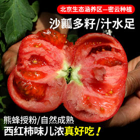 【密农特色 必买榜单】农家安心西红柿/流沙番茄  西红柿  自然生长  不催熟   酸甜多汁   番茄  4斤