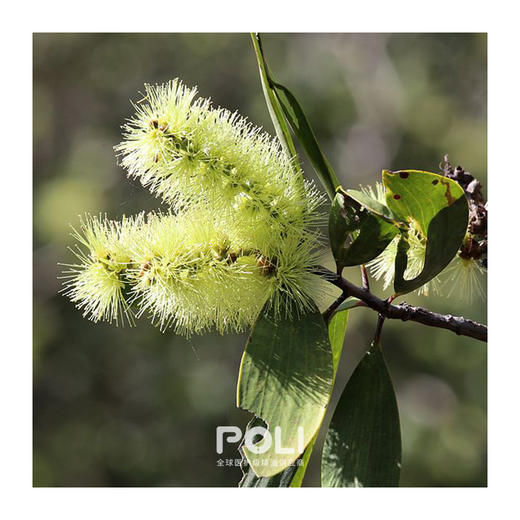 马达加斯加进口绿花白千层精油原料 进口美容院天然精油 颇黎单方精油 商品图1