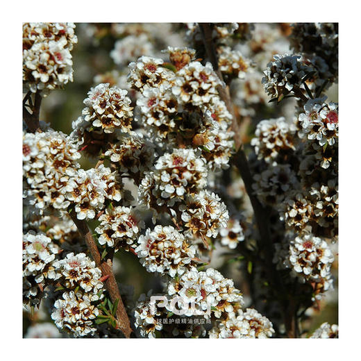 澳大利亚进口芳香茶树精油 芳枸叶精油原料 颇黎补水单方精油 商品图1