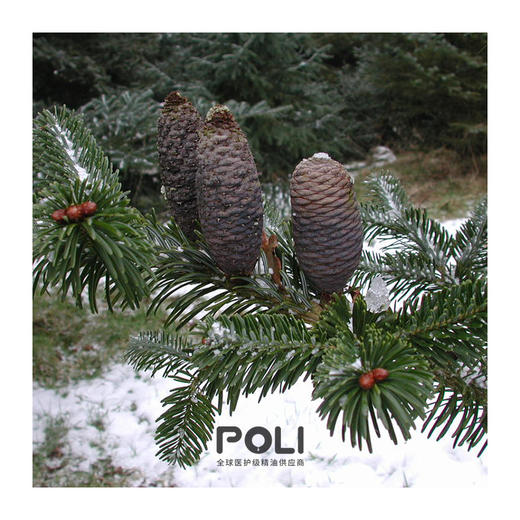 尼泊尔进口有机喜马拉雅冷杉精油天然单方精油颇黎进口精油原料 商品图1