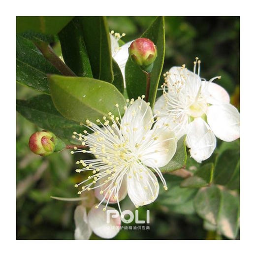 摩洛哥进口香桃木精油 桃金嬢精油原料批发 美容院护肤精油oem 商品图1