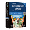 奈特人体解剖学彩色图谱：系统解剖学，第8版 2024年1月参考 商品缩略图0