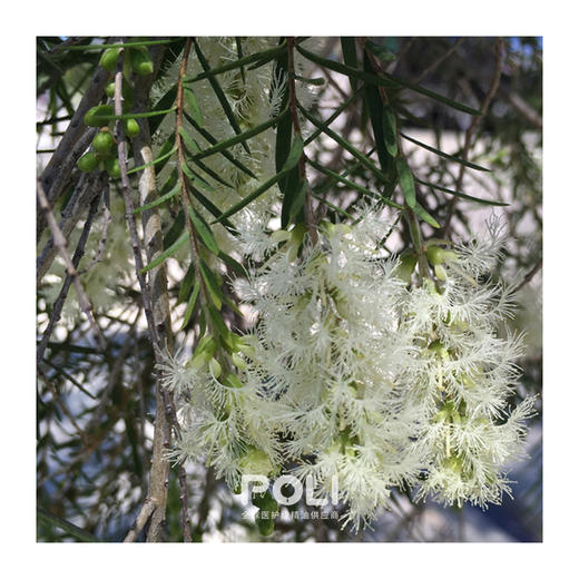 澳大利亚进口石楠叶白千层精油进口沼泽茶树精油原料颇黎单方精油 商品图1