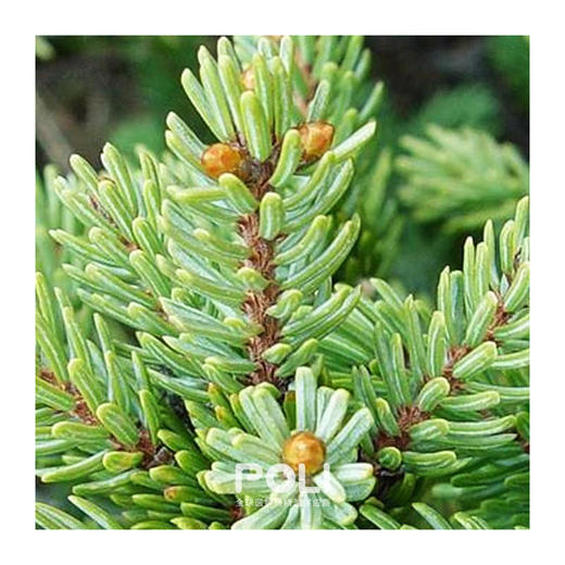 加拿大进口有机黑云杉精油 颇黎单方精油原料批发 按摩护肤精油 商品图1