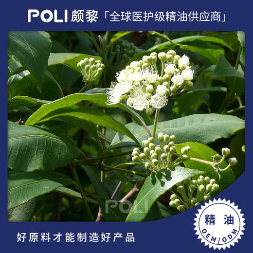 澳大利亚进口柠檬香桃木精油 护肤刮痧精油颇黎单方精油原料 商品图0