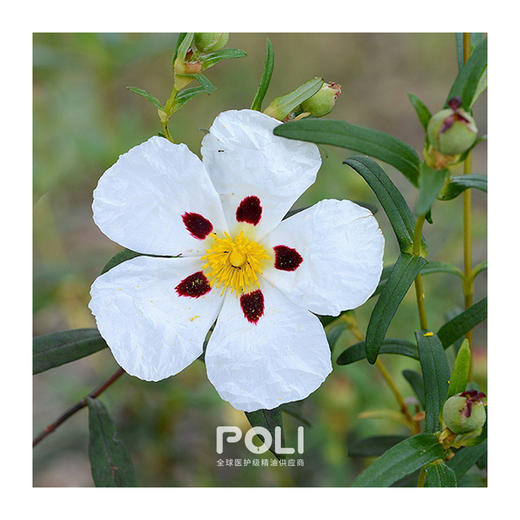 西班牙进口岩玫瑰精油 天然单方精油原料批发 颇黎按摩精油原料 商品图1