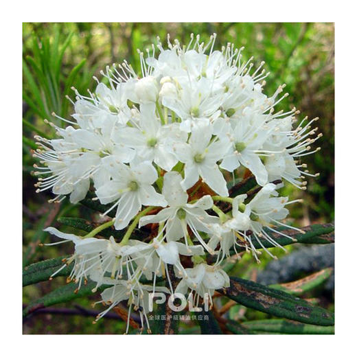 加拿大进口有机格陵兰喇嘛茶单方精油精油原料 颇黎喇叭茶精油香 商品图1