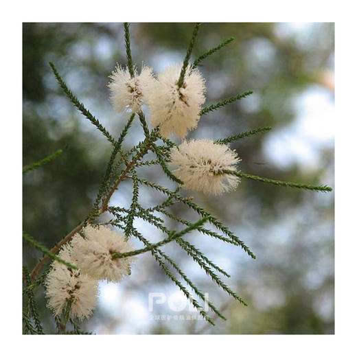 澳大利亚进口蜂蜜香桃木精油 单方精油原料批发 颇黎天然进口精油 商品图1