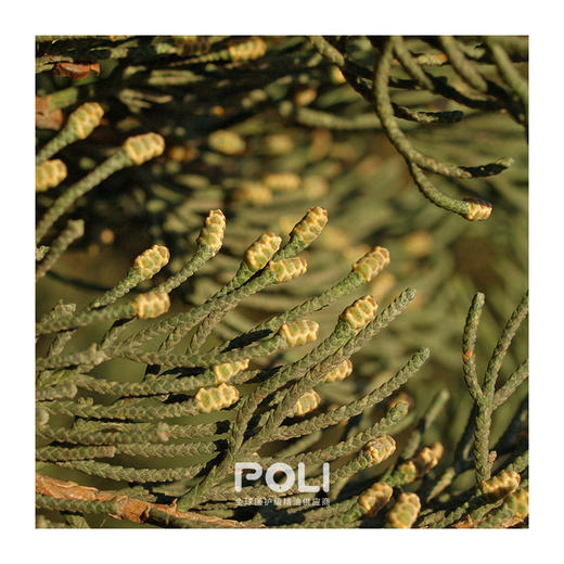 法国进口有机丝柏精油 有机丝柏单方精油原料护肤香薰精油芳疗 商品图1