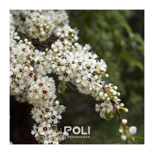 纽西兰进口卡奴卡精油 单方精油原料批发 颇黎进口天然香薰精油原 商品图1