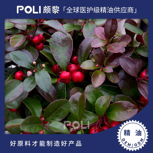 白珠树精油原液 美容护肤单方精油原料OEM批发 颇黎冬青精油批发 商品图0