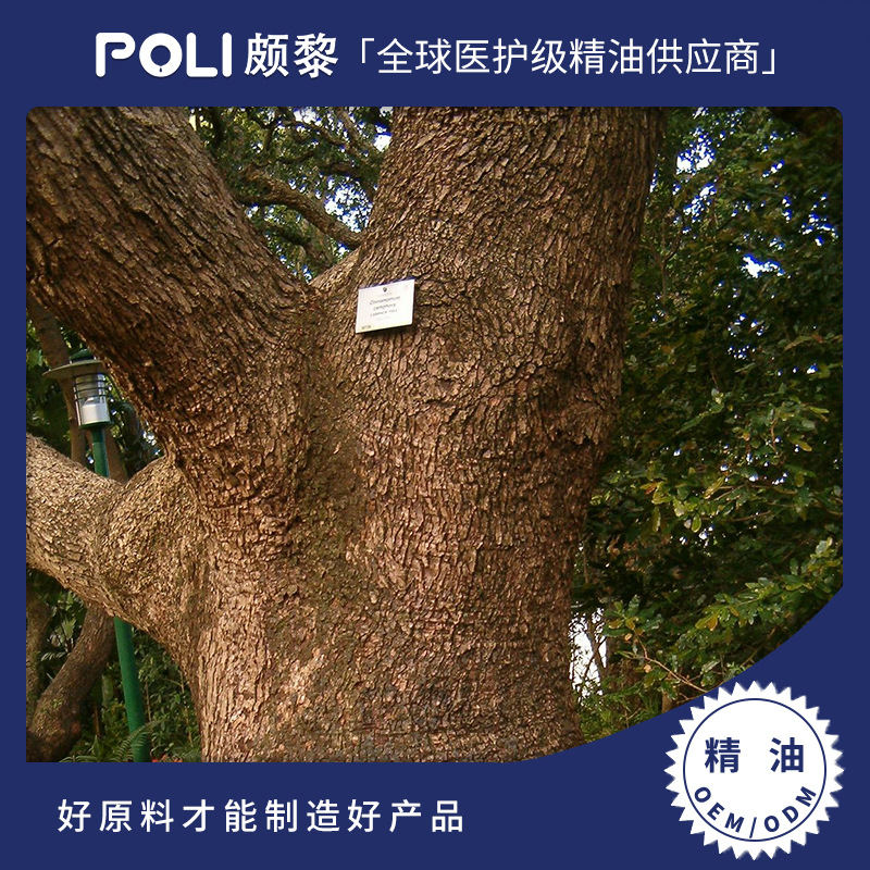 斯里兰卡进口有机肉桂皮精油单方精油原料批发颇黎肉桂皮精油原液