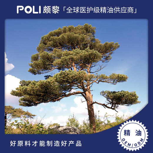 保加利亚进口苏格兰松单方精油 精油原料批发 颇黎欧洲赤松精油 商品图0