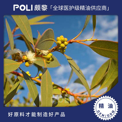 澳大利亚进口薄荷尤加利精油原料单方精油原料批发 颇黎进口天然精油 商品图0